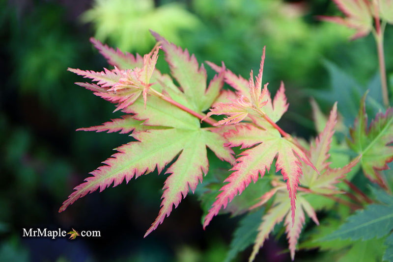 - Acer palmatum 'Coral Pink' Japanese Maple - Mr Maple │ Buy Japanese Maple Trees