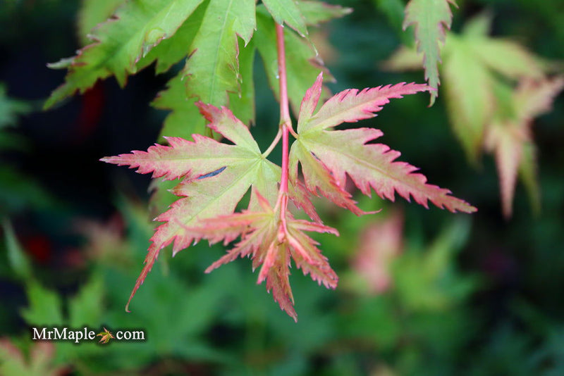 - Acer palmatum 'Coral Pink' Japanese Maple - Mr Maple │ Buy Japanese Maple Trees