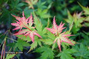 - Acer palmatum 'Coral Pink' Japanese Maple - Mr Maple │ Buy Japanese Maple Trees