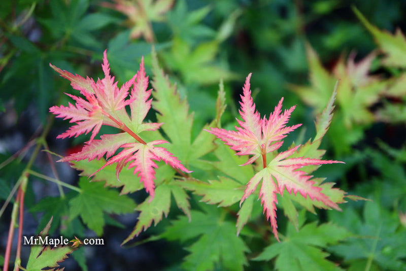 - Acer palmatum 'Coral Pink' Japanese Maple - Mr Maple │ Buy Japanese Maple Trees