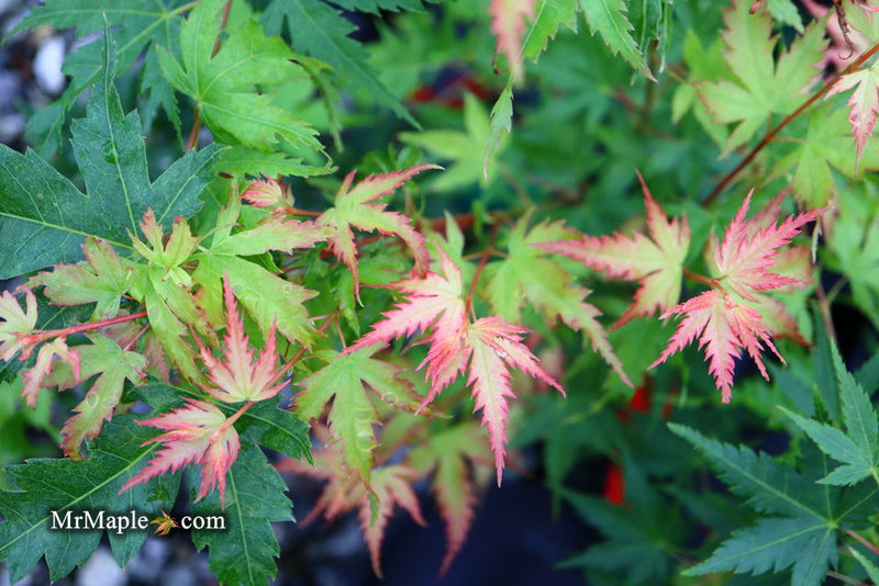 - Acer palmatum 'Coral Pink' Japanese Maple - Mr Maple │ Buy Japanese Maple Trees