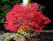 - Acer palmatum 'Corallinum' Pink Japanese Maple - Mr Maple │ Buy Japanese Maple Trees