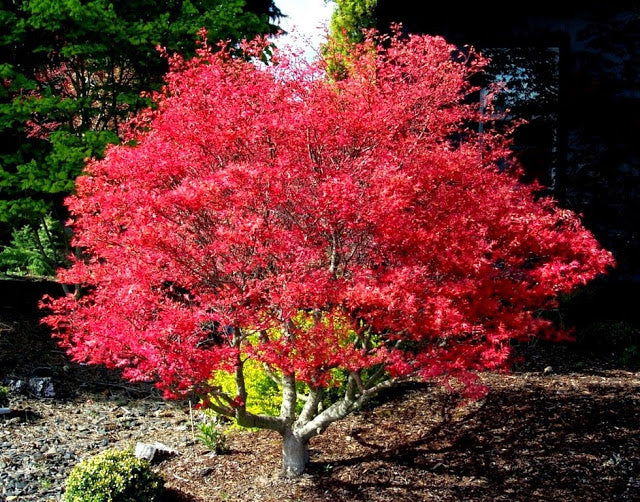 - Acer palmatum 'Corallinum' Pink Japanese Maple - Mr Maple │ Buy Japanese Maple Trees