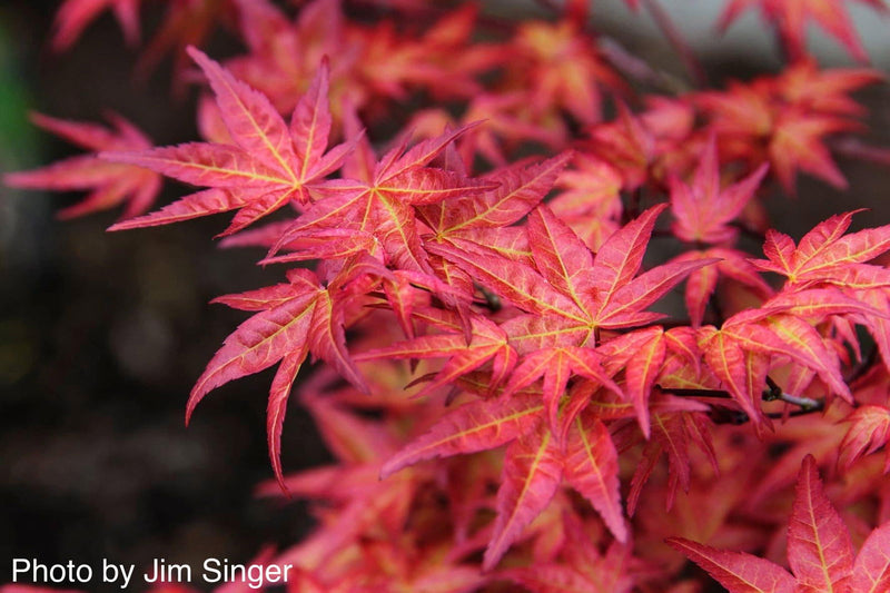 - Acer palmatum 'Corallinum' Pink Japanese Maple - Mr Maple │ Buy Japanese Maple Trees