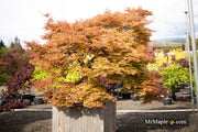 - Acer palmatum 'Corallinum' Pink Japanese Maple - Mr Maple │ Buy Japanese Maple Trees