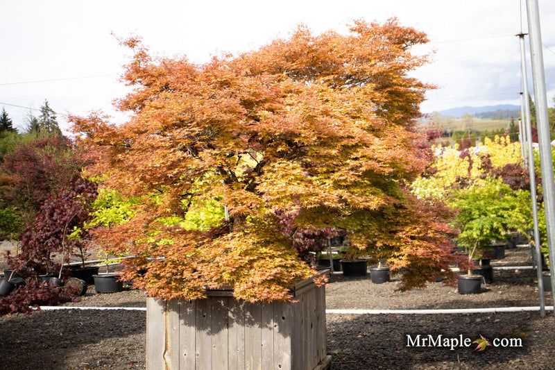 - Acer palmatum 'Corallinum' Pink Japanese Maple - Mr Maple │ Buy Japanese Maple Trees