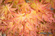- Acer palmatum 'Corallinum' Pink Japanese Maple - Mr Maple │ Buy Japanese Maple Trees