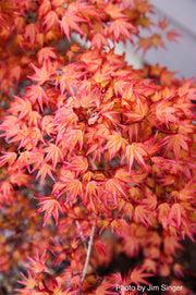 - Acer palmatum 'Corallinum' Pink Japanese Maple - Mr Maple │ Buy Japanese Maple Trees