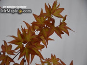 - Acer palmatum 'Corallinum' Pink Japanese Maple - Mr Maple │ Buy Japanese Maple Trees