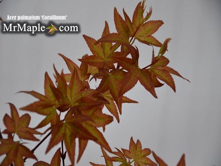 - Acer palmatum 'Corallinum' Pink Japanese Maple - Mr Maple │ Buy Japanese Maple Trees
