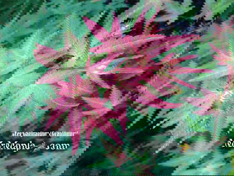 - Acer palmatum 'Corallinum' Pink Japanese Maple - Mr Maple │ Buy Japanese Maple Trees