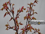 - Acer palmatum 'Corallinum' Pink Japanese Maple - Mr Maple │ Buy Japanese Maple Trees