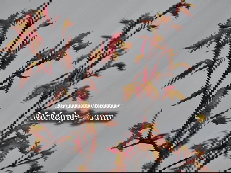 - Acer palmatum 'Corallinum' Pink Japanese Maple - Mr Maple │ Buy Japanese Maple Trees