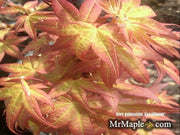 - Acer palmatum 'Corallinum' Pink Japanese Maple - Mr Maple │ Buy Japanese Maple Trees