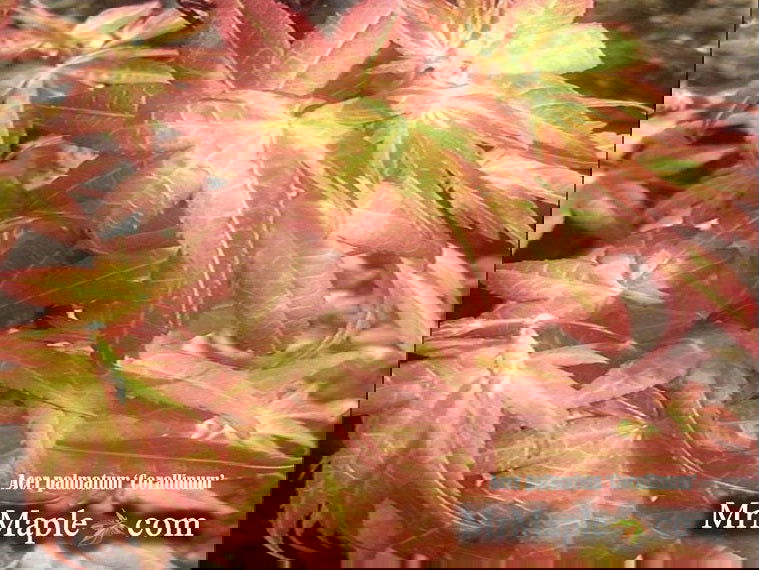 - Acer palmatum 'Corallinum' Pink Japanese Maple - Mr Maple │ Buy Japanese Maple Trees