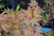 - Acer palmatum 'Corallinum' Pink Japanese Maple - Mr Maple │ Buy Japanese Maple Trees