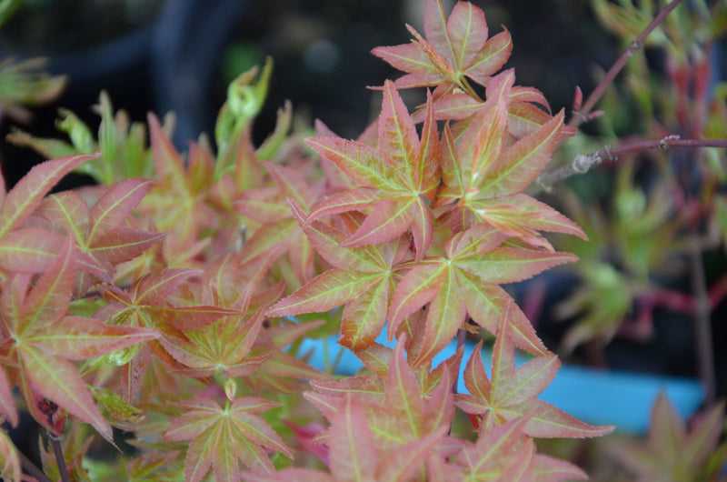 - Acer palmatum 'Corallinum' Pink Japanese Maple - Mr Maple │ Buy Japanese Maple Trees