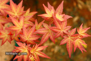 - Acer palmatum 'Corallinum' Pink Japanese Maple - Mr Maple │ Buy Japanese Maple Trees