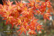- Acer palmatum 'Corallinum' Pink Japanese Maple - Mr Maple │ Buy Japanese Maple Trees