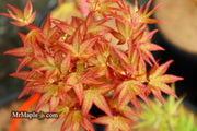 - Acer palmatum 'Corallinum' Pink Japanese Maple - Mr Maple │ Buy Japanese Maple Trees