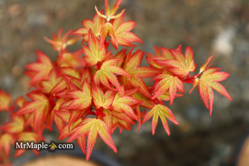 - Acer palmatum 'Corallinum' Pink Japanese Maple - Mr Maple │ Buy Japanese Maple Trees