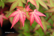 - Acer palmatum 'Corallinum' Pink Japanese Maple - Mr Maple │ Buy Japanese Maple Trees