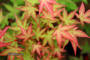 - Acer palmatum 'Corallinum' Pink Japanese Maple - Mr Maple │ Buy Japanese Maple Trees