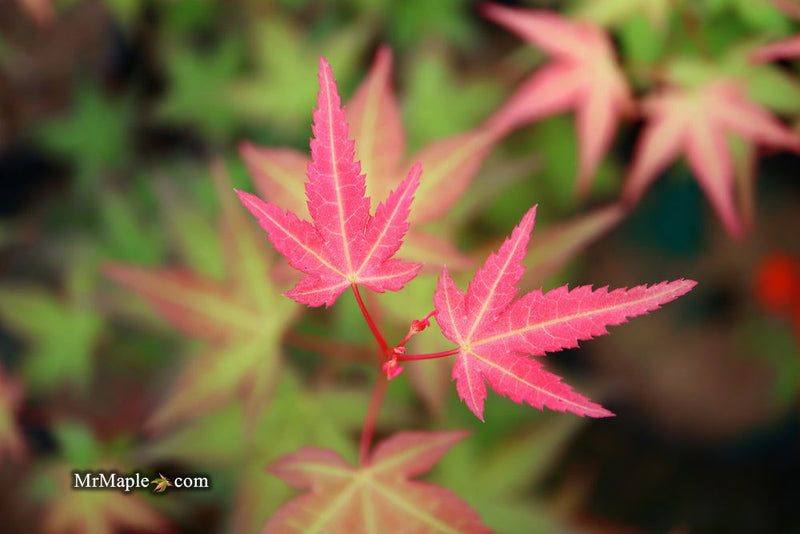 - Acer palmatum 'Corallinum' Pink Japanese Maple - Mr Maple │ Buy Japanese Maple Trees
