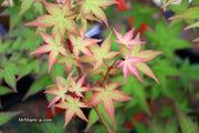- Acer palmatum 'Corallinum' Pink Japanese Maple - Mr Maple │ Buy Japanese Maple Trees
