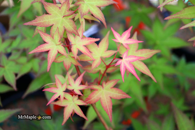 - Acer palmatum 'Corallinum' Pink Japanese Maple - Mr Maple │ Buy Japanese Maple Trees