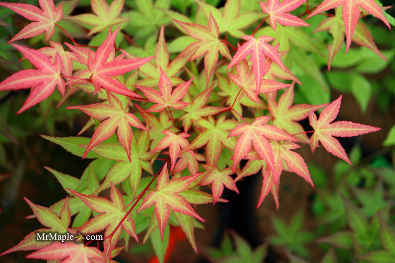 - Acer palmatum 'Corallinum' Pink Japanese Maple - Mr Maple │ Buy Japanese Maple Trees