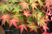 - Acer palmatum 'Corallinum' Pink Japanese Maple - Mr Maple │ Buy Japanese Maple Trees