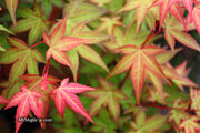 - Acer palmatum 'Corallinum' Pink Japanese Maple - Mr Maple │ Buy Japanese Maple Trees