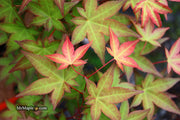 - Acer palmatum 'Corallinum' Pink Japanese Maple - Mr Maple │ Buy Japanese Maple Trees