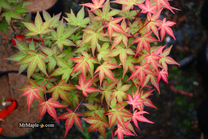 - Acer palmatum 'Corallinum' Pink Japanese Maple - Mr Maple │ Buy Japanese Maple Trees