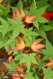 - Acer palmatum 'Corallinum' Pink Japanese Maple - Mr Maple │ Buy Japanese Maple Trees