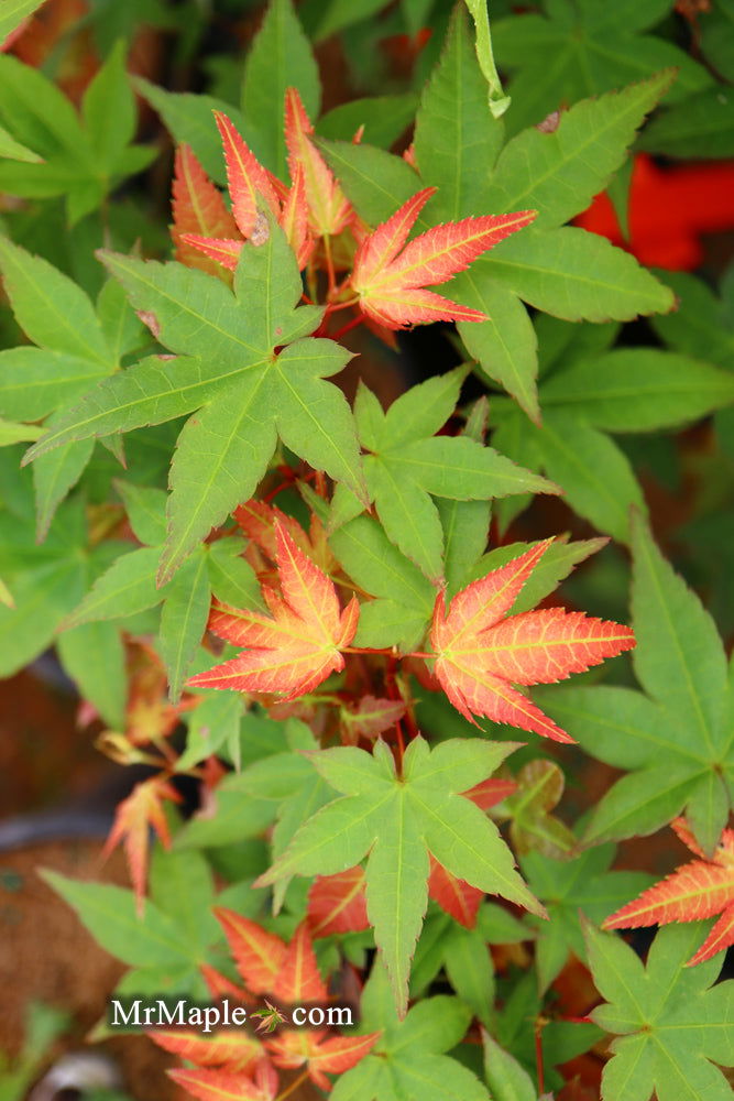 - Acer palmatum 'Corallinum' Pink Japanese Maple - Mr Maple │ Buy Japanese Maple Trees