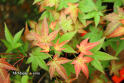 - Acer palmatum 'Corallinum' Pink Japanese Maple - Mr Maple │ Buy Japanese Maple Trees