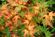 - Acer palmatum 'Corallinum' Pink Japanese Maple - Mr Maple │ Buy Japanese Maple Trees