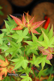 - Acer palmatum 'Corallinum' Pink Japanese Maple - Mr Maple │ Buy Japanese Maple Trees