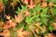 - Acer palmatum 'Corallinum' Pink Japanese Maple - Mr Maple │ Buy Japanese Maple Trees