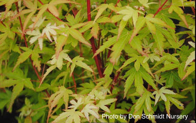 - Acer palmatum 'Corvallis Broom' Dwarf Coral Bark Japanese Maple - Mr Maple │ Buy Japanese Maple Trees