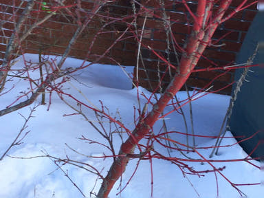 - Acer palmatum 'Corvallis Broom' Dwarf Coral Bark Japanese Maple - Mr Maple │ Buy Japanese Maple Trees