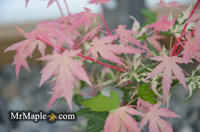 - Acer palmatum 'Cotton Candy' Pink Variegated Japanese Maple - Mr Maple │ Buy Japanese Maple Trees