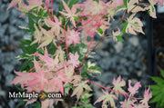 - Acer palmatum 'Cotton Candy' Pink Variegated Japanese Maple - Mr Maple │ Buy Japanese Maple Trees