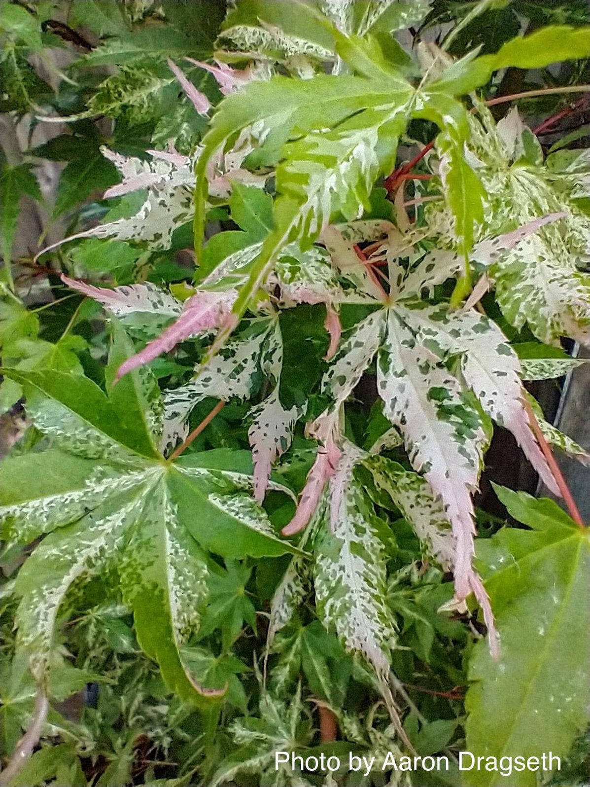 Buy Acer palmatum 'Cotton Candy' Pink Variegated Japanese Maple — Mr