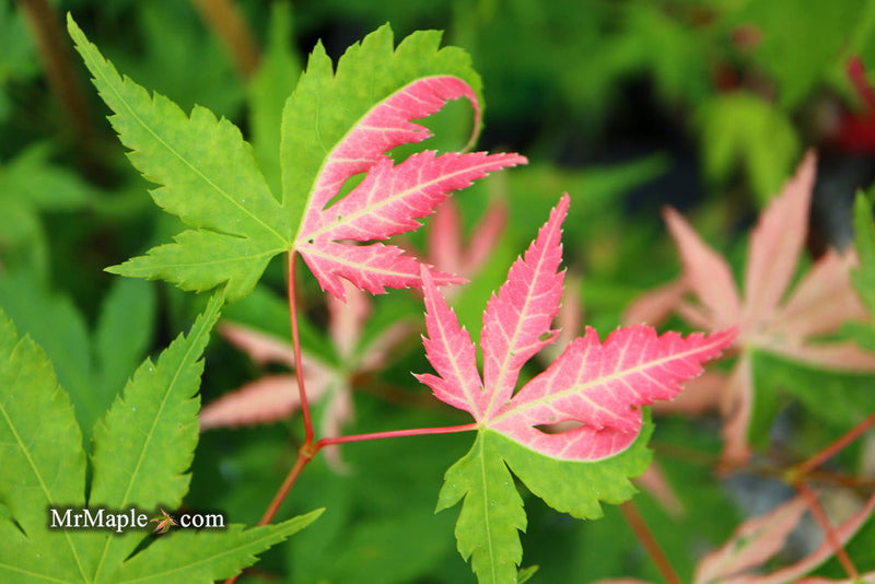 - Acer palmatum 'Cotton Candy' Pink Variegated Japanese Maple - Mr Maple │ Buy Japanese Maple Trees