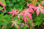 - Acer palmatum 'Cotton Candy' Pink Variegated Japanese Maple - Mr Maple │ Buy Japanese Maple Trees