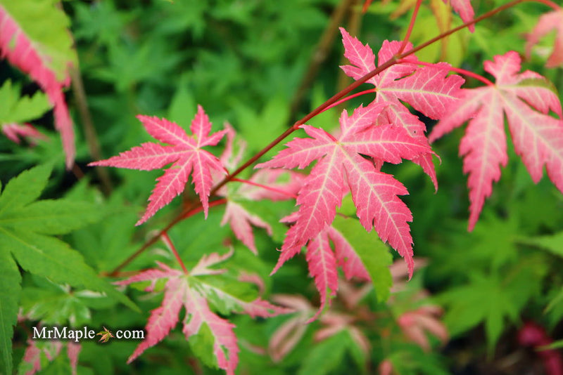 - Acer palmatum 'Cotton Candy' Pink Variegated Japanese Maple - Mr Maple │ Buy Japanese Maple Trees