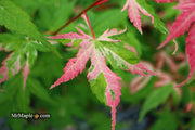 - Acer palmatum 'Cotton Candy' Pink Variegated Japanese Maple - Mr Maple │ Buy Japanese Maple Trees